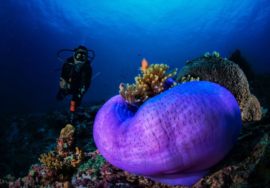 Underwater Photography
