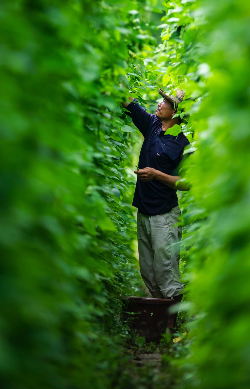 A man in a dark blue shirt and light pants stands among dense green plants, reaching up to inspect or harvest leaves in a lush outdoor field.