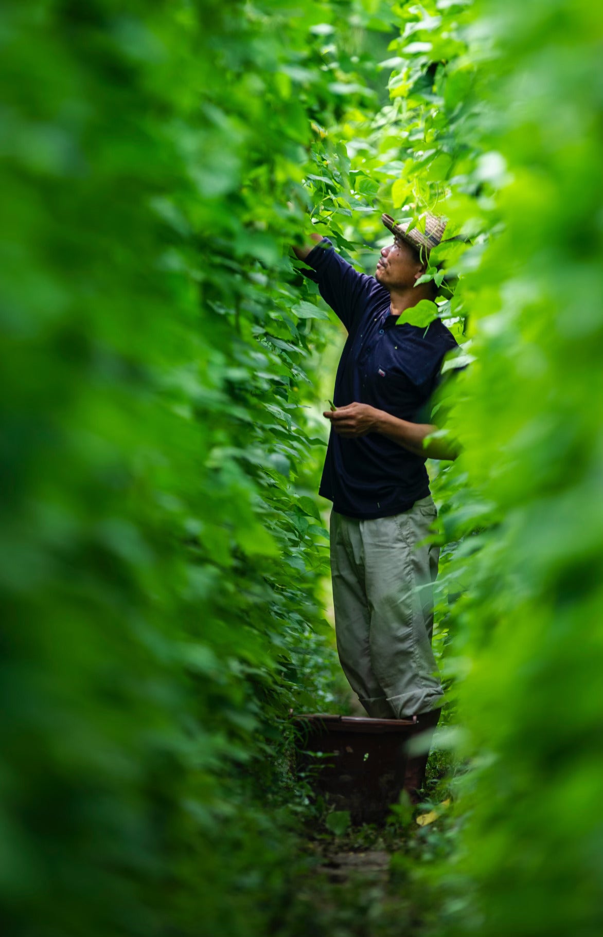 A man in a dark blue shirt and light pants stands among dense green plants, reaching up to inspect or harvest leaves in a lush outdoor field.