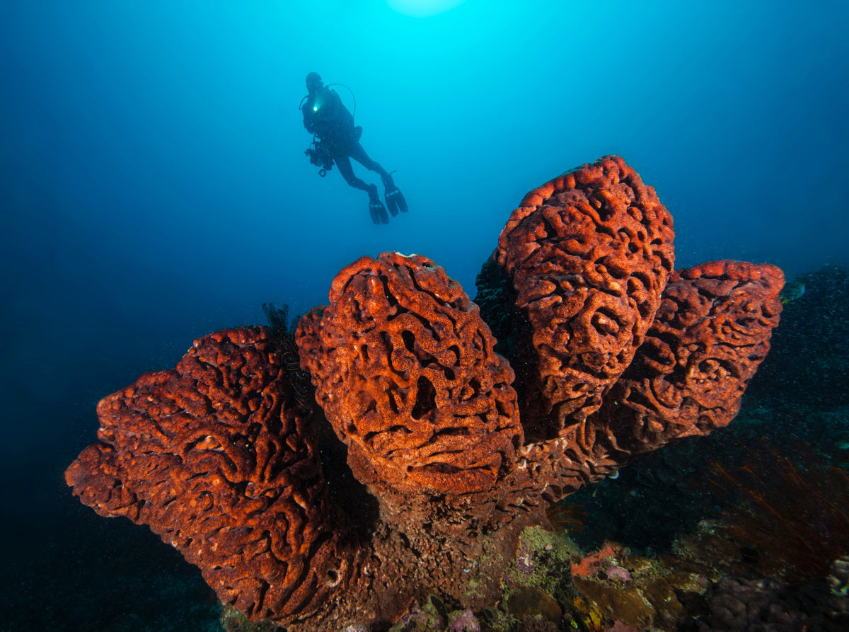 Underwater Photography